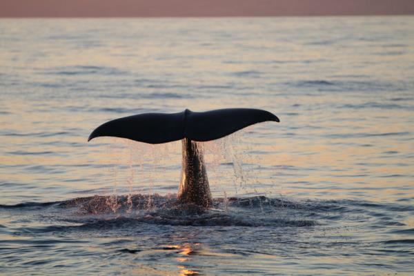 幼鲸的航行凸显海洋野生动物的威胁