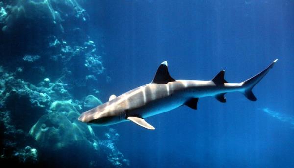 研究显示，在澳大利亚，贴错标签的鲨鱼肉猖獗