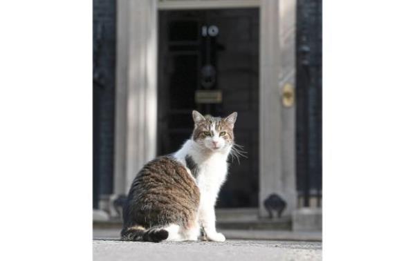 英国真正的统治者是谁?拉里，唐宁街的猫