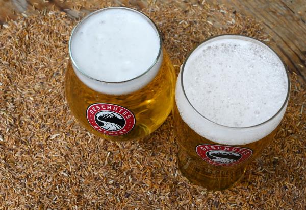 Kernza:在啤酒中孕育未来的谷物