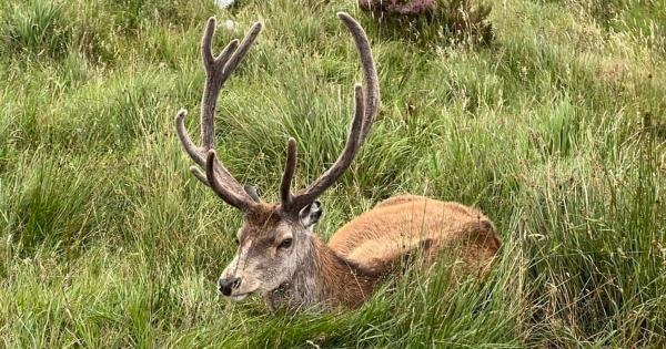 名人苏格兰雄鹿死亡，警告苏格兰游客尊重野生动物